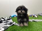 Malti-pom pups, België, 8 tot 15 weken, CDV (hondenziekte), Meerdere