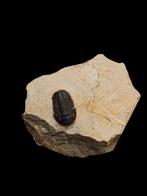 Trilobite proetus 7,5 cm x 2,2 cm., Enlèvement ou Envoi, Fossile