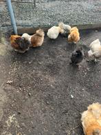 Kipen te koop, Dieren en Toebehoren