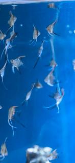 Maanvissen, Dieren en Toebehoren, Vissen | Aquariumvissen
