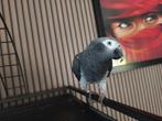 Perroquet gris du thimet, Dieren en Toebehoren, Papegaai