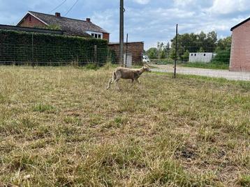 wiltshire horn ooilam beschikbaar voor biedingen