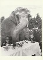 OLIFANT  (  Thee Party in Chessington Zoo ), Collections, Cartes postales | Animaux, Non affranchie, Animal sauvage, Envoi, 1960 à 1980