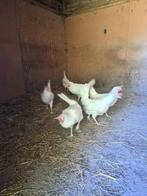 legkippen, Dieren en Toebehoren, Pluimvee, Vrouwelijk, Kip