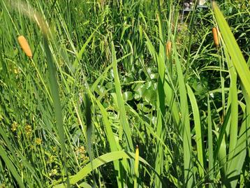 Gratis vijverplanten/oeverplanten  beschikbaar voor biedingen
