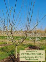 PRUIMENBOMEN Laagstam 15€/st, versch.soorten, Volle zon, Vaste plant, Ophalen of Verzenden, Fruitplanten