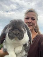 Raszuivere Franse hangoor konijnen, Dieren en Toebehoren, Meerdere dieren, Groot, Hangoor, 0 tot 2 jaar