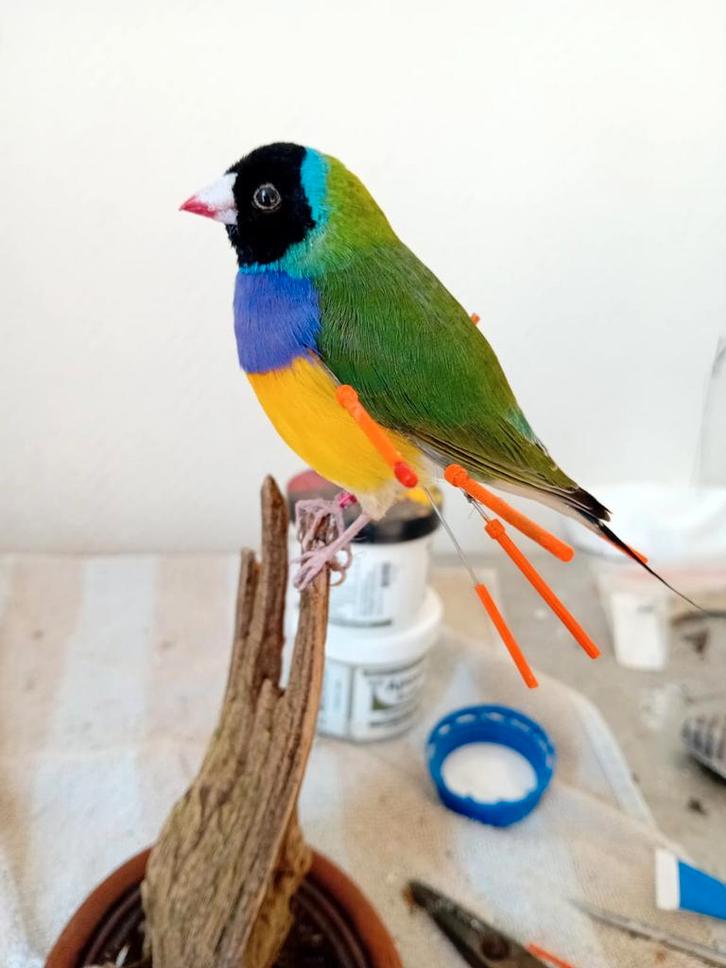 Gezocht overleden vogels, Dieren en Toebehoren, Vogels | Overige Vogels, Geringd