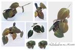 Philodendron Micans, Ophalen of Verzenden