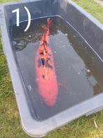 Koi,s te koop, Dieren en Toebehoren, Vissen | Vijvervissen