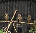 Koppel europese oehoes, Dieren en Toebehoren, Vogels | Overige Vogels, Meerdere dieren, Roofvogel, Geringd
