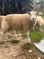 Bok, Mannelijk, Schaap, 0 tot 2 jaar