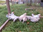 Haantjes Ukkelse baardkriel, Dieren en Toebehoren, Pluimvee