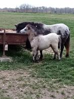 5 jarige merrie veulen, Dieren en Toebehoren