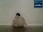 EXPANSIERESERVOIR Peugeot 206+ (2L / M) (|1323HY|), Gebruikt, Peugeot
