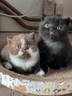 Lief en speels britse kittens met stamboom, Dieren en Toebehoren, Katten en Kittens | Raskatten | Langhaar, Meerdere dieren, Gechipt