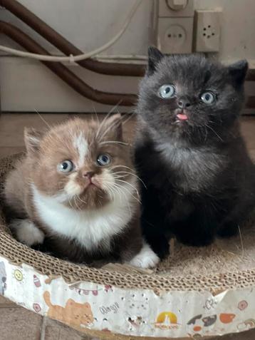 Lief en speels britse kittens met stamboom beschikbaar voor biedingen