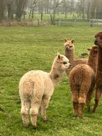 3 mooie jonge alpaca merries ( vrouwelijk ) !, Dieren en Toebehoren, Overige Dieren, Vrouwelijk