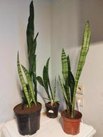 Plantes, Maison & Meubles, Plantes d'intérieur, Enlèvement