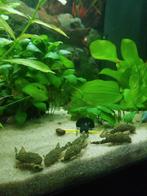 Jonge ancistrus wildkleur
