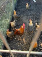 Toom brakel kippen, Dieren en Toebehoren, Pluimvee