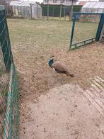 Pauw (hen) te koop, Dieren en Toebehoren, Pluimvee, Vrouwelijk, Overige soorten