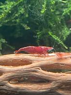 Neocaridina Vuurgarnalen, Dieren en Toebehoren, Kreeft, Krab of Garnaal, Zoetwatervis