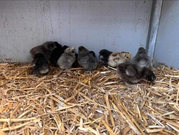 Zijdehoender kuikens, Sexe inconnu, Poule ou poulet