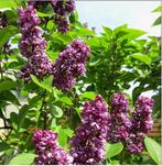 2 Syringa (Sering), Tuin en Terras, Ophalen