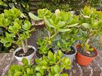 Mooie stevige crassula (jade) plantjes, Ophalen, Zomer