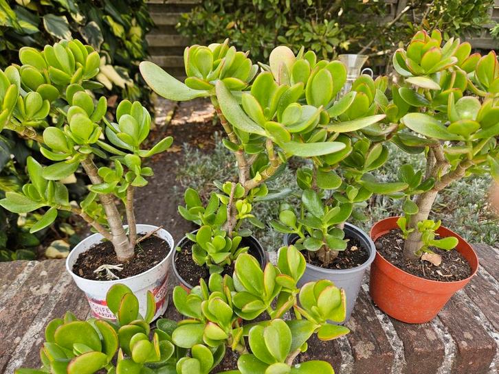 Mooie stevige crassula (jade) plantjes, Tuin en Terras, Planten | Tuinplanten, Zomer, Ophalen