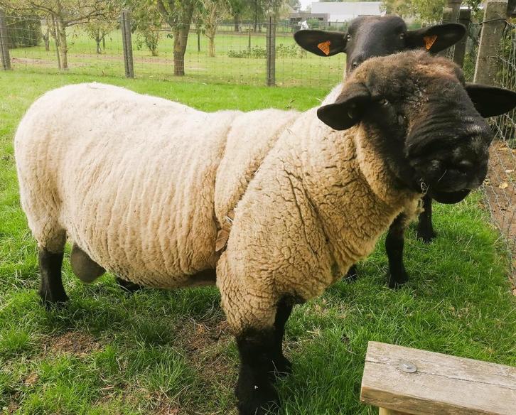 Schapen – Suffolk mooie dekram te koop, Dieren en Toebehoren, Schapen, Geiten en Varkens, Schaap, Mannelijk, 3 tot 5 jaar