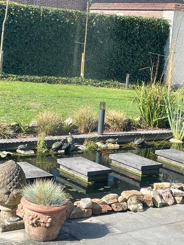 Gezocht schildpadden beschikbaar voor biedingen