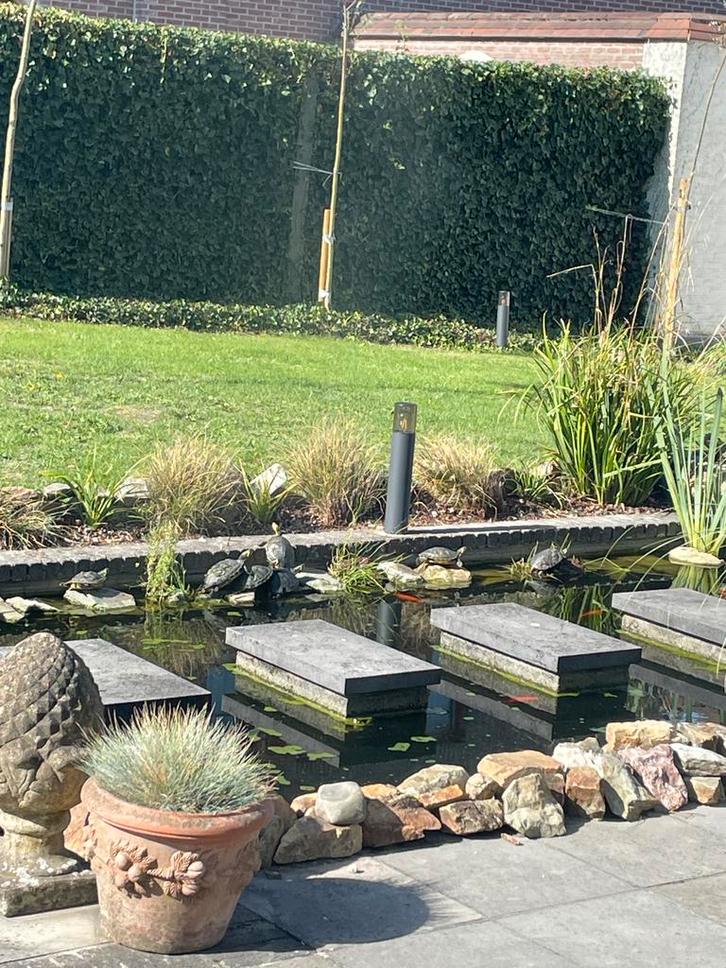 Gezocht schildpadden, Dieren en Toebehoren, Reptielen en Amfibieën