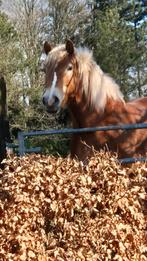 Mooie haflinger merrie, Dieren en Toebehoren, Merrie