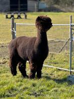 Alpaca hengst, Dieren en Toebehoren, Schapen, Geiten en Varkens, 6 jaar of ouder