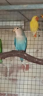 Roseicollis, Dieren en Toebehoren, Vogels | Parkieten en Papegaaien