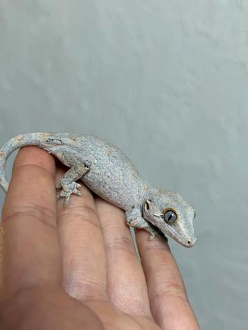 Blotched gargoyle gekko, Lézard, Domestique, 0 à 2 ans