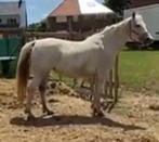 Arabische halfbloedige merrie, Dieren en Toebehoren, Paarden, Merrie, Minder dan 160 cm, Gechipt, L