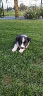 Border collie pups., Animaux & Accessoires, Chiens | Bergers & Bouviers, 8 à 15 semaines, Colley, Plusieurs, Éleveur | Loisir