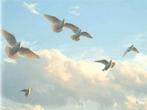 Witte duiven, Dieren en Toebehoren, Vogels | Duiven