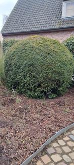 Taxus, Tuin en Terras, Ophalen, Vaste plant, Overige soorten