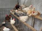 Hanen, Dieren en Toebehoren, Pluimvee, Mannelijk, Kip