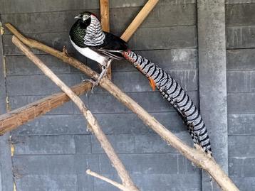 FAZANTEN LADY AMHERST TE KOOP beschikbaar voor biedingen