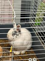 Dwergkonijn, Dieren en Toebehoren, Vrouwelijk, Overige typen, Tam, Oktober