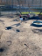 Lakenvelder haan, Dieren en Toebehoren, Pluimvee, Mannelijk, Kip