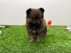Nestje PomChi pups