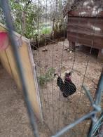 Hollandse kuifhoen haan, Dieren en Toebehoren, Mannelijk, Kip