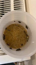 Helena slakken te koop 1€ per stuk, Dieren en Toebehoren, Vissen | Aquariumvissen, Slak of Weekdier