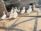 peking eend 1 jaar oud, Dieren en Toebehoren, Pluimvee